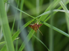 Ostrinia palustralis