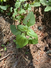 Conoclinium coelestinum