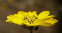 Hemizonia congesta lutescens