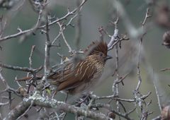 Grammatoptila striata