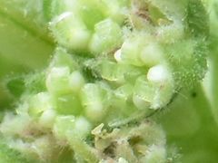 Parietaria officinalis