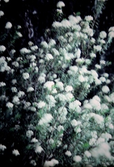 Pimelea linifolia linifolia