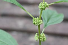 Parietaria officinalis