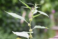 Parietaria officinalis