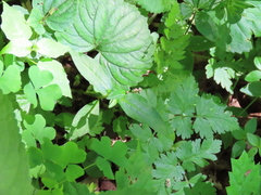 Persicaria barbata