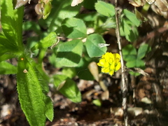 Medicago lupulina