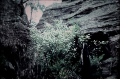 Pimelea linifolia linifolia