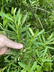 Hypericum densiflorum