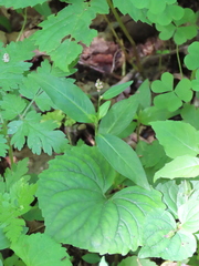 Persicaria barbata
