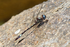 Macrothemis pseudimitans