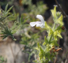 Salvia scabiosifolia