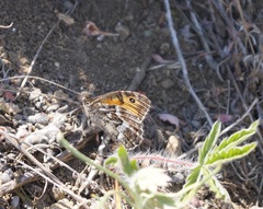 Hipparchia pellucida