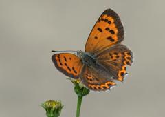 Lycaena panava