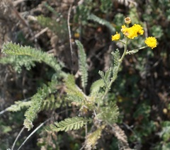Tanacetum achilleifolium