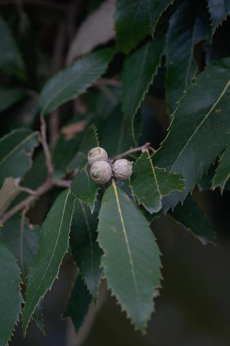 Quercus leucotrichophora A.Camus