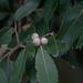 Quercus leucotrichophora - Photo 由 Ramnarayan K 所上傳的 (c) Ramnarayan K，保留部份權利CC BY