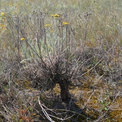 Tanacetum achilleifolium