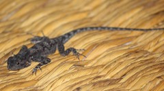 Agama dodomae dodomae