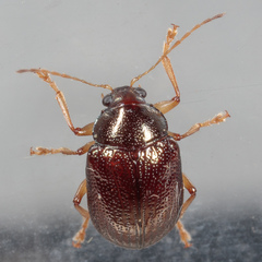 Rhabdopterus