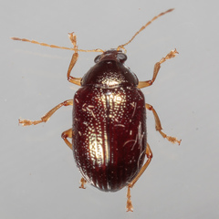 Rhabdopterus