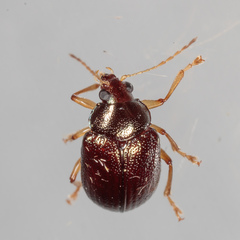 Rhabdopterus