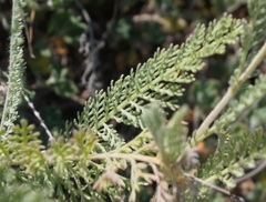 Tanacetum achilleifolium
