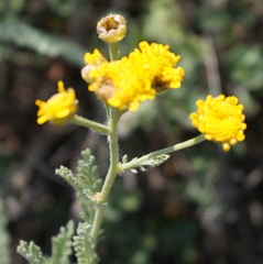 Tanacetum achilleifolium