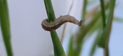 Diptera