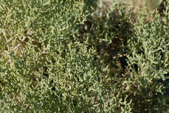 Allenrolfea occidentalis