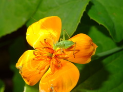 Leptophyes punctatissima
