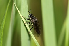 Dioctria atricapilla