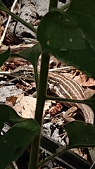 Aspidoscelis sonorae