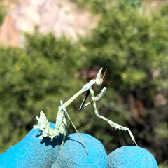 Empusa pennicornis