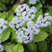 Hydrangeaceae - Photo (c) 空猫 T. N, μερικά δικαιώματα διατηρούνται (CC BY-NC), uploaded by 空猫 T. N