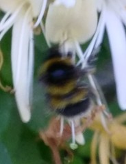 Bombus hortorum