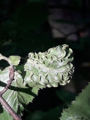 Aculops macrotrichus