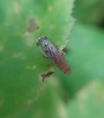 Suillia variegata
