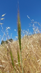 Elymus multisetus