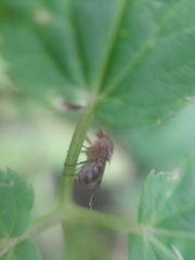 Suillia variegata