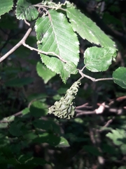 Aculops macrotrichus