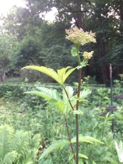 Filipendula rubra