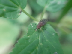 Suillia variegata