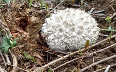 Calvatia sculpta