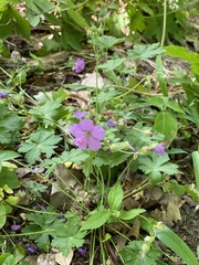 Geranium macrorrhizum