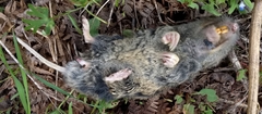 Thomomyini