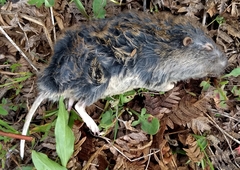 Thomomyini