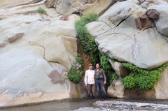 Palmerella debilis serrata