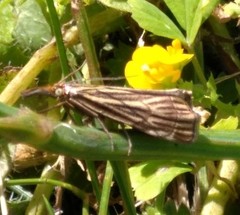 Chrysocramboides craterella