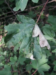 Aceria macrocheluserinea