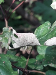 Aceria macrocheluserinea